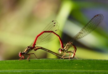 dragonfly on a leaf