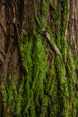 Gardinen tree bark background texture © Victoria