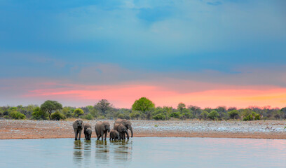 Amazing african elephants at sunset concept - African elephants standing near lake in Etosha...