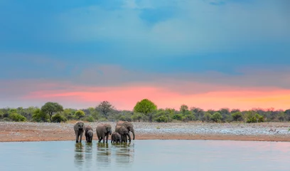 Zelfklevend Fotobehang Amazing african elephants at sunset concept - African elephants standing near lake in Etosha National Park, Namibia © muratart