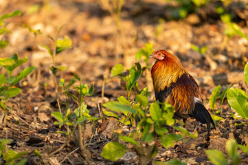 Red junglefowl or Gallus gallus bird portrait are wild ancestor of the domestic fowl or chicken in winter sunlight at jim corbett national park uttarakhand india
