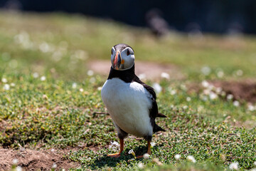 An Atlantic Puffin on Skomer Island, with a Shallow Depth of Field