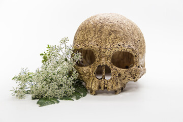A bouquet of hemlock flowers with a skull