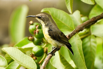The purple-rumped sunbird (Leptocoma zeylonica) Female