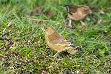 greenfinch