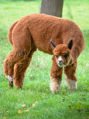An alpaca in the pasture looks towards the camera.