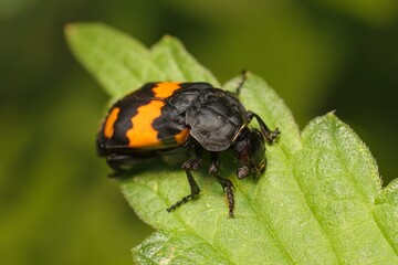 Burying beetle Nicrophorus vespilloides on a leaf 