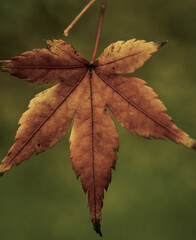 autumn leaves on the tree