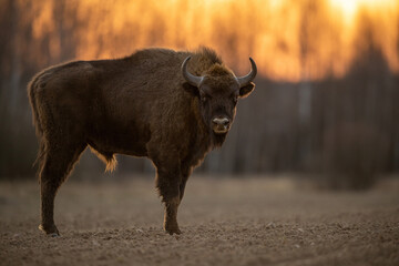 European bison - Bison bonasus in the Knyszyn Forest (Poland)