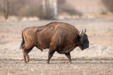 European bison - Bison bonasus in the Knyszyn Forest (Poland)