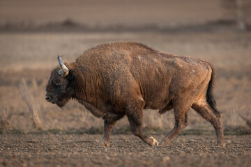 European bison - Bison bonasus in the Knyszyn Forest (Poland) © szczepank
