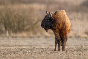 European bison - Bison bonasus in the Knyszyn Forest (Poland) © szczepank