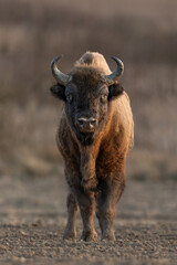 European bison - Bison bonasus in the Knyszyn Forest (Poland) © szczepank