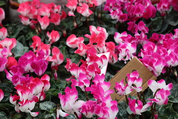 Fototapeta premium flower stall at the market
