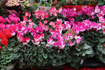 flower stall at the market