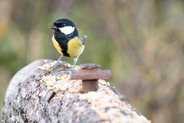 Fototapeta premium great tit