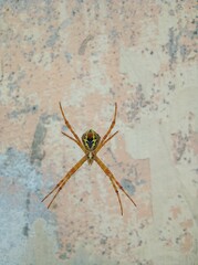 this is a rare spider specie.