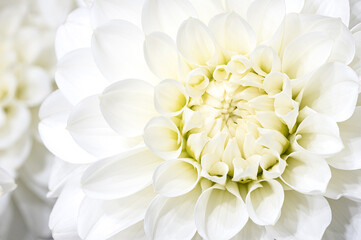Fototapeta premium Chrysanthemum white flower, abstract backgrounds