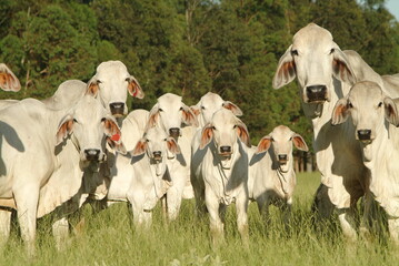 vacas da raça brahman