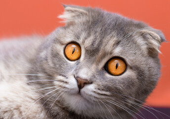 Scottish fold cat face big orange eyes close up