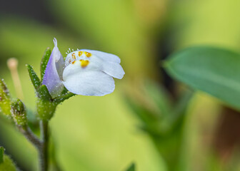Mazus Pumilus flower in garden