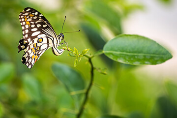 Lemon Butterfly on a lemon tree