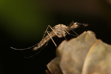 small mosquito Anopheles in detail