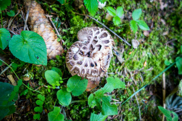 Mushroom closeup view in a forest