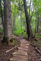 Footpath in the woods