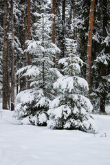 Beautiful winter landscape with snow covered trees