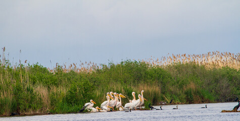Pelicans in the Danube Delta, Romania