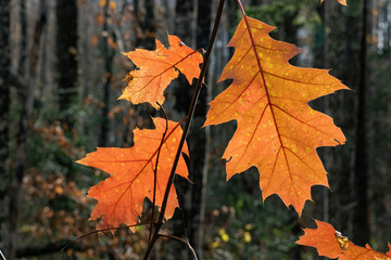 Maple leaves in autumn