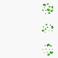 Green Leaf Tea Vector Transparent Background.