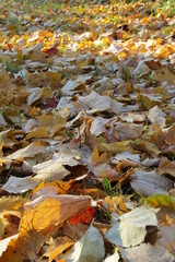 Vertical Photo  of Colorful Fallen Leaves in Autumn Covering the Grassy Ground in Yellows Browns and Reds