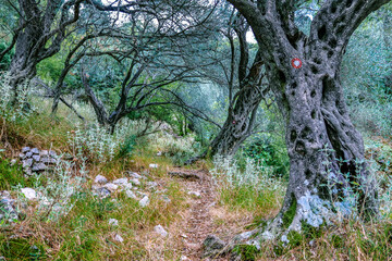 Olive trees in the forest. Montenegro, Balkan