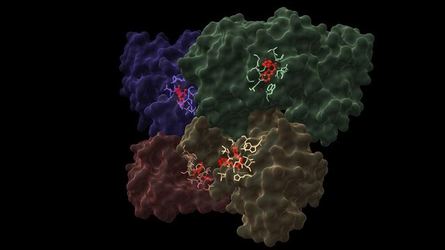 Structure of streptococcal pyrogenic exotoxin B (SpeB) tetramer with inhibitor (red). Animation 3D cartoon and Gaussian surface models, chain id color scheme,  PDB 1pvj, black background