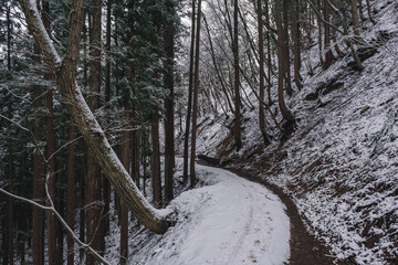 地獄谷野猿公苑の雪道