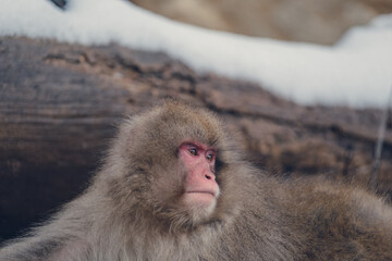 地獄谷野猿公苑の温泉に入る猿