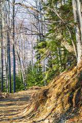 Forest walk in a forest in Romania