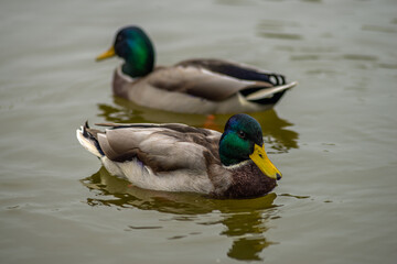 two ducks on the water, lake
