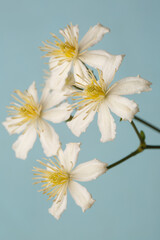 White with yellow stamens flowers of clematis isolated on a blue background.