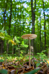 Autumn delicate, beautiful mushroom macro close up of fruiting fungi on a fallen rotting tree with moss during soft overcast light in a open broad leaved woodland forest floor