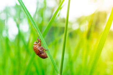 The remains of a large, long-dead, brown insect clinged to the green blades of grass.