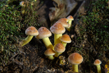 Autumn delicate, beautiful mushroom macro close up of fruiting fungi on a fallen rotting tree with moss during soft overcast light in a open broad leaved woodland forest floor