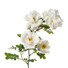 White climbing rose flower isolated on white background.