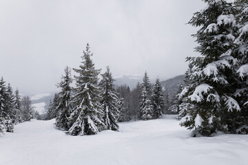 Harsh winter landscape beautiful snowy fir trees