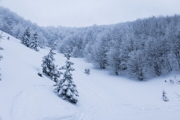 Harsh winter landscape beautiful snowy fir trees