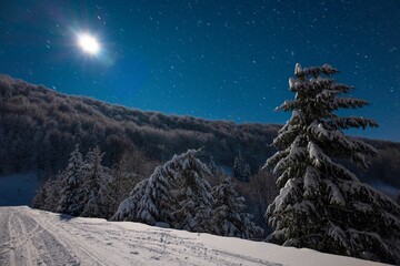 Beautiful nature starry sky with snowy fir