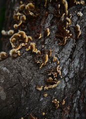 fungus on tree