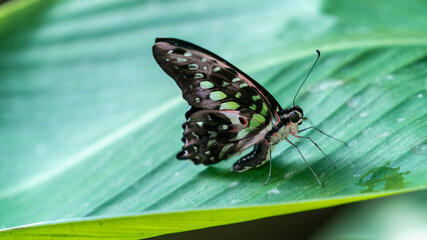 Graphium agamemnon